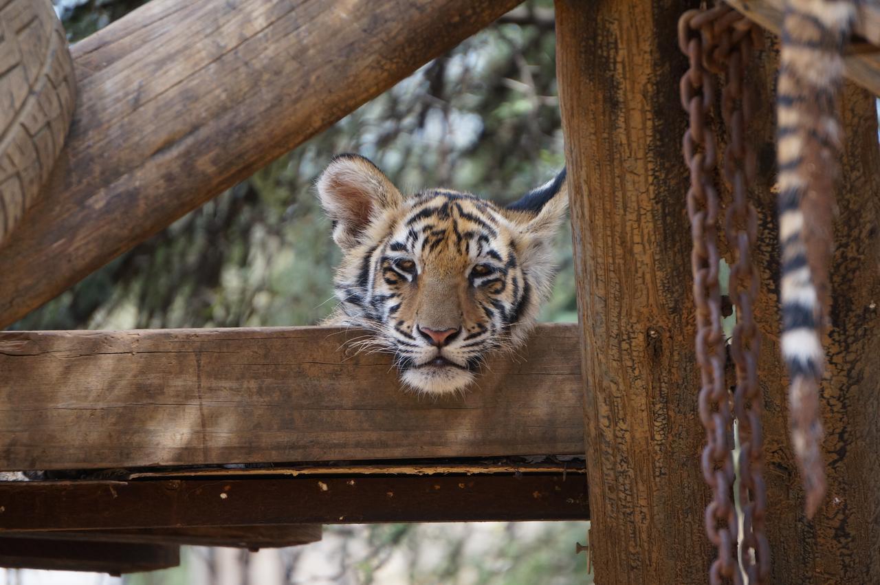 Boskoppie Lion & Tiger Reserve Kroonstad Exteriér fotografie