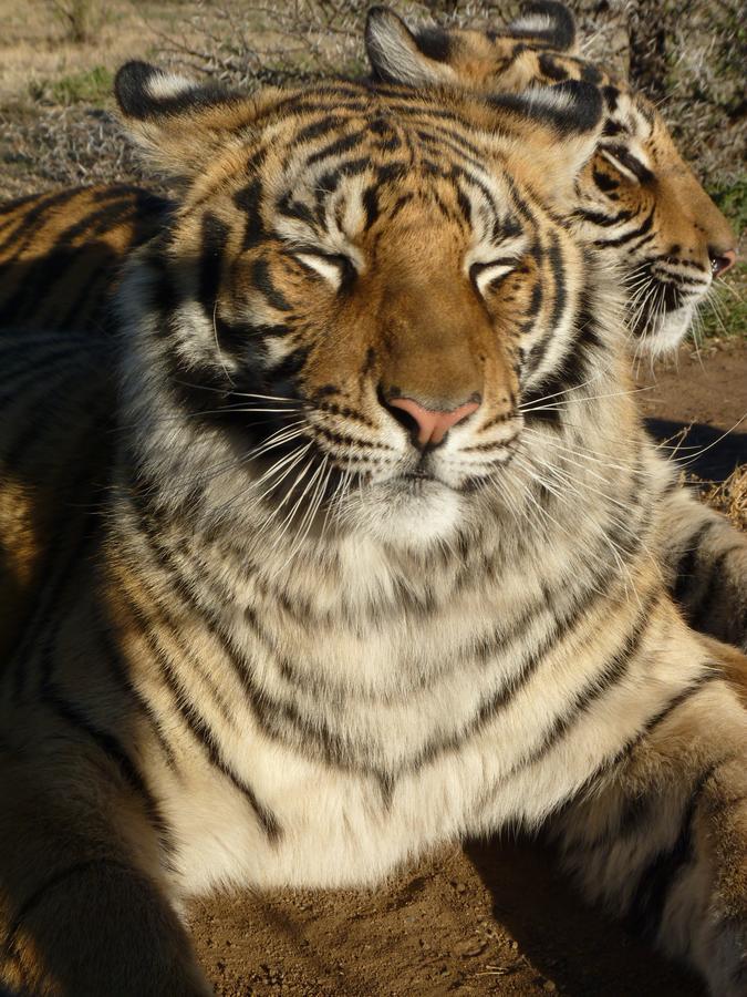 Boskoppie Lion & Tiger Reserve Kroonstad Exteriér fotografie
