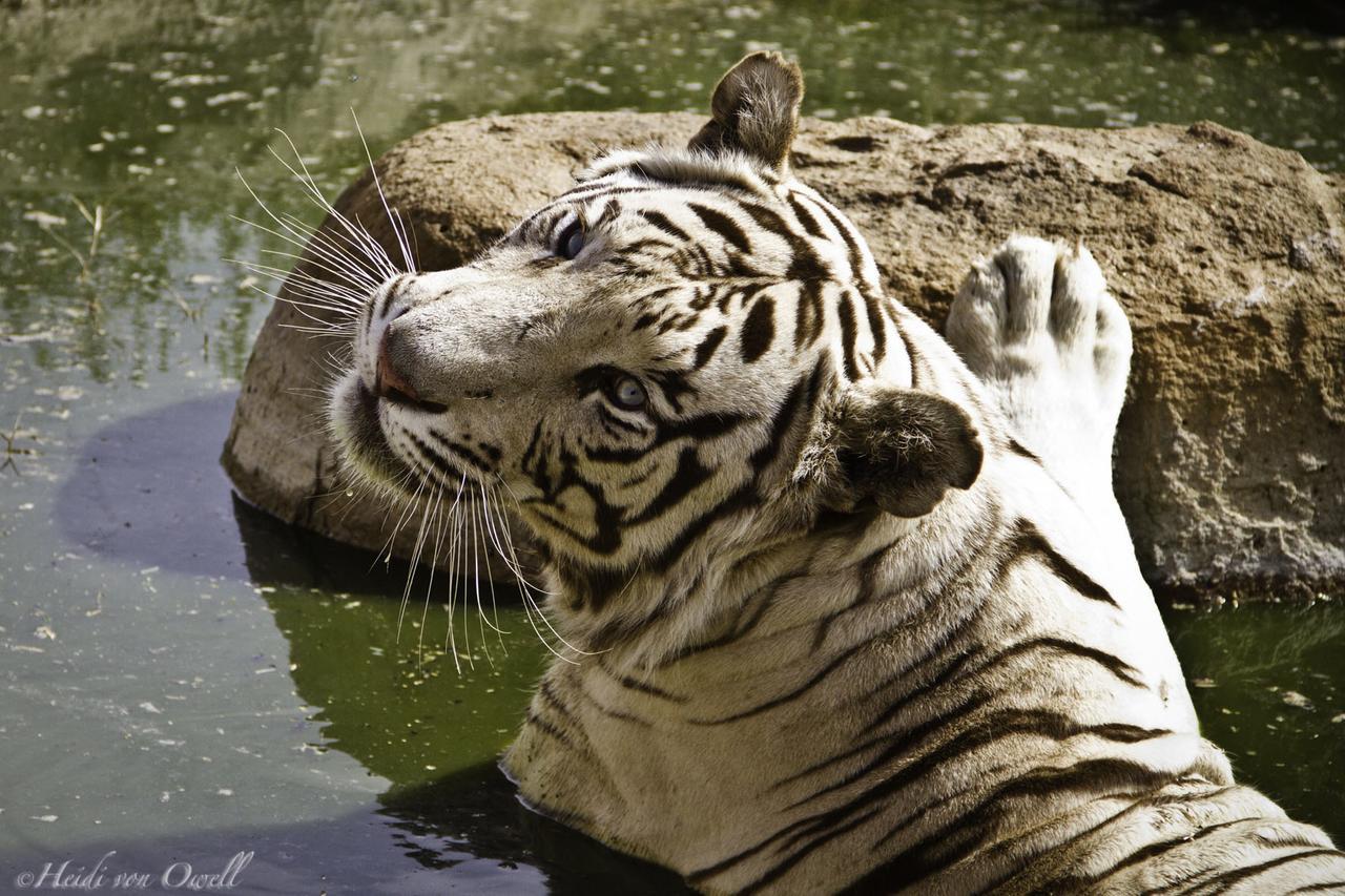 Boskoppie Lion & Tiger Reserve Kroonstad Exteriér fotografie