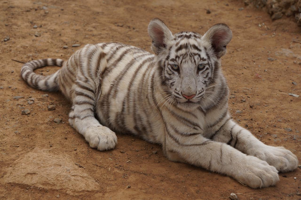 Boskoppie Lion & Tiger Reserve Kroonstad Exteriér fotografie