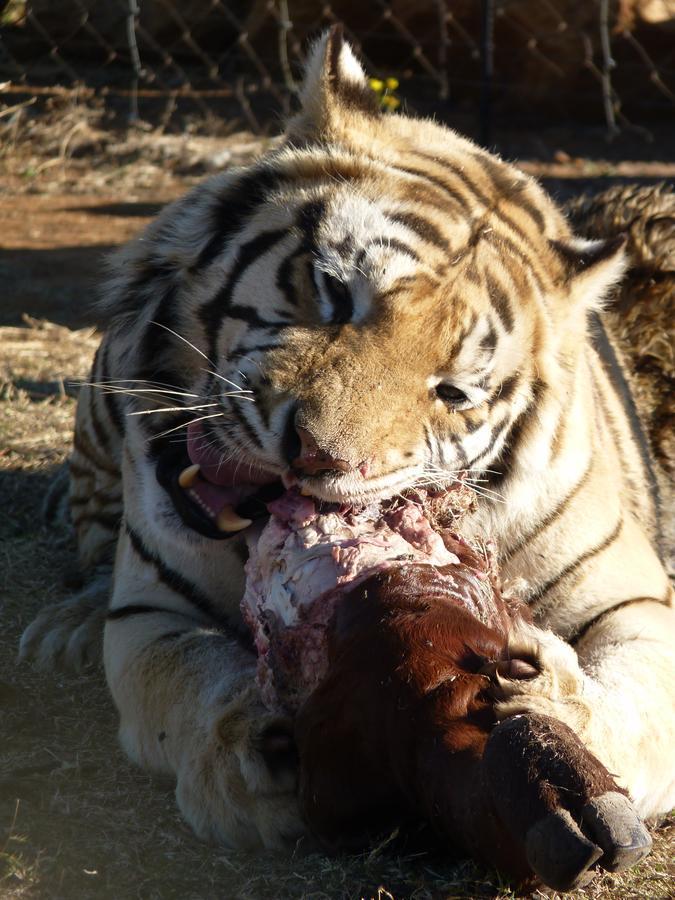 Boskoppie Lion & Tiger Reserve Kroonstad Exteriér fotografie