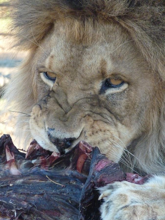 Boskoppie Lion & Tiger Reserve Kroonstad Exteriér fotografie