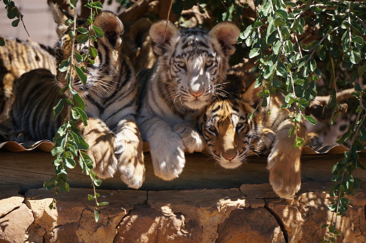Boskoppie Lion & Tiger Reserve Kroonstad Exteriér fotografie