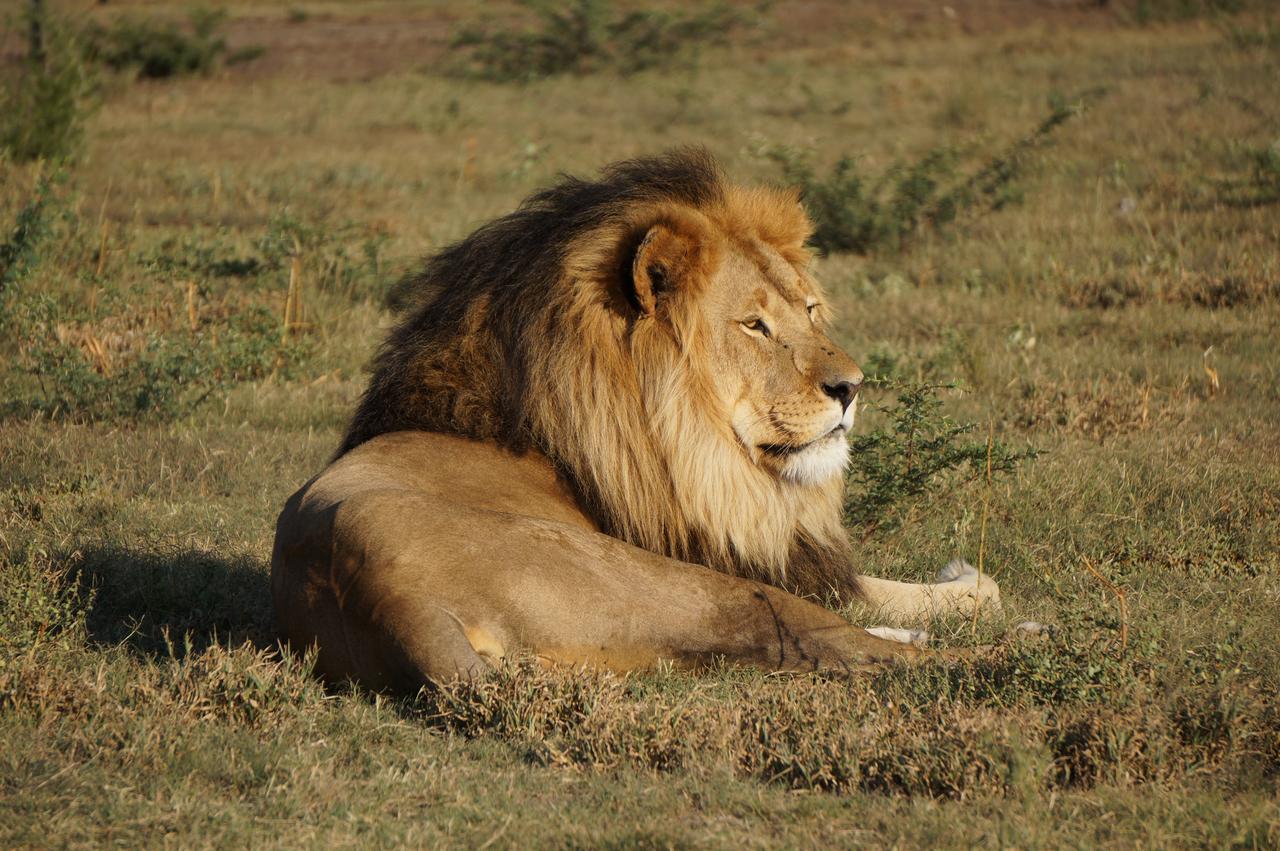 Boskoppie Lion & Tiger Reserve Kroonstad Exteriér fotografie